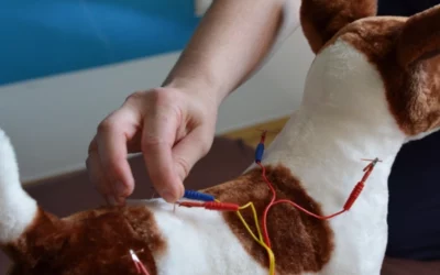5 Vorteile der Akupunktur für Hunde und Katzen in Wien