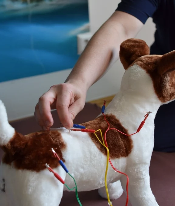 5 Vorteile der Akupunktur für Hunde und Katzen in Wien