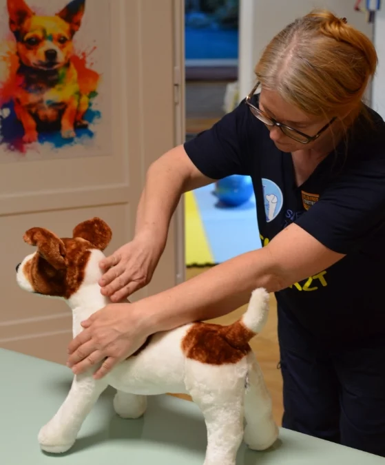 Kann Chiropraktik bei Hunden und Katzen in Wien angewendet werden?
