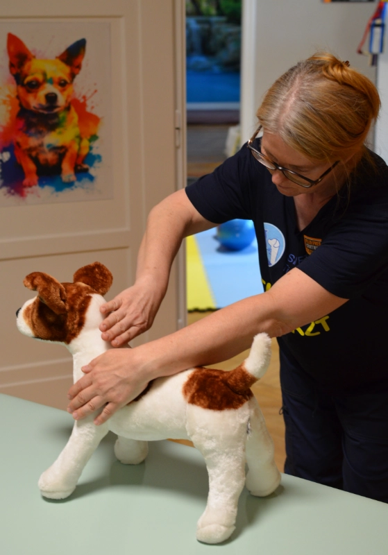Hund bei Physiotherapie