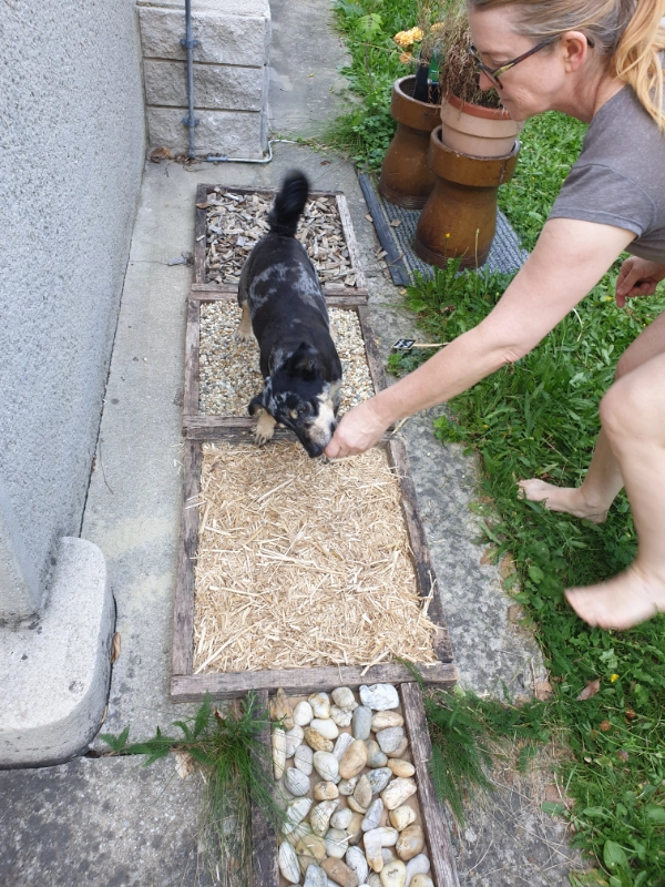 Hundetrainig Neuropark
