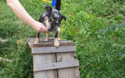 Wusstest du, wie sehr Verhaltenstherapie deinem Haustier in Wien helfen kann?