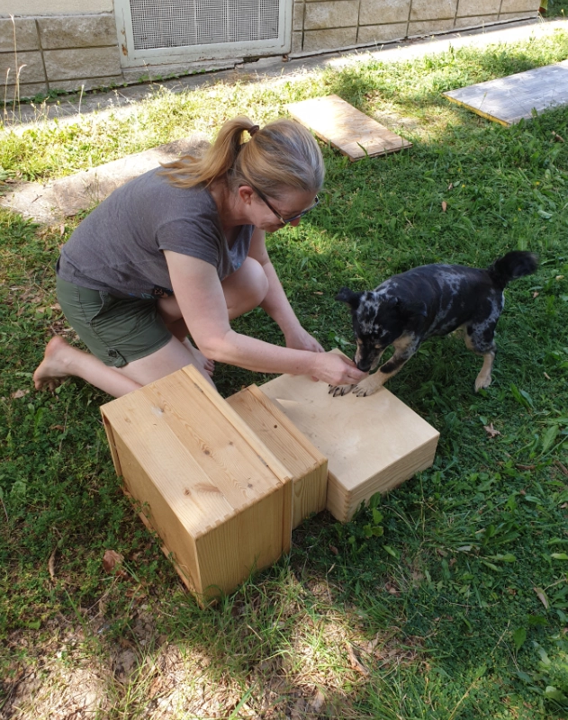 Hundetraining mit Stufen