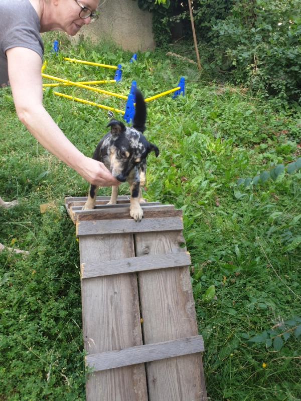 Hundetraining