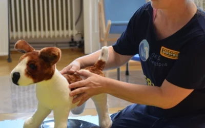 Ist Physiotherapie für Hunde und Katzen in Wien sinnvoll?