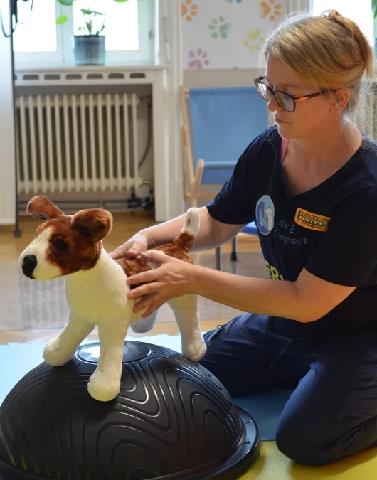 Ist Physiotherapie für Hunde und Katzen in Wien sinnvoll?