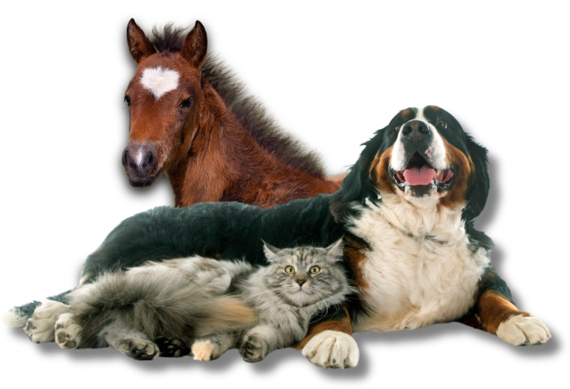 Hund und Katze