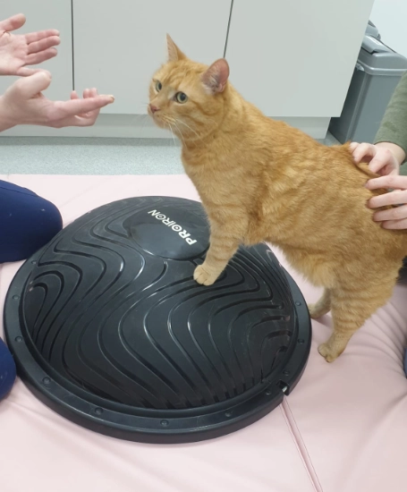 Hund bei Physiotherapie
