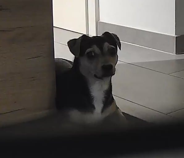 Hund bei Physiotherapie
