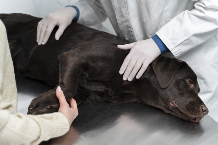 Notfallbehandlung Hund_Eisenstadt & Wien